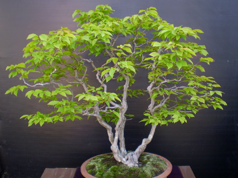 赤芽ソロ　大品盆栽