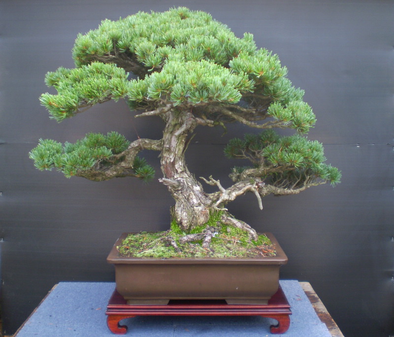 五葉松　大物盆栽