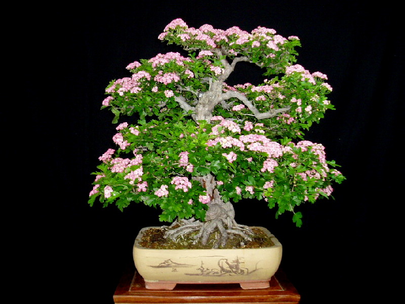 紅花サンザシ　