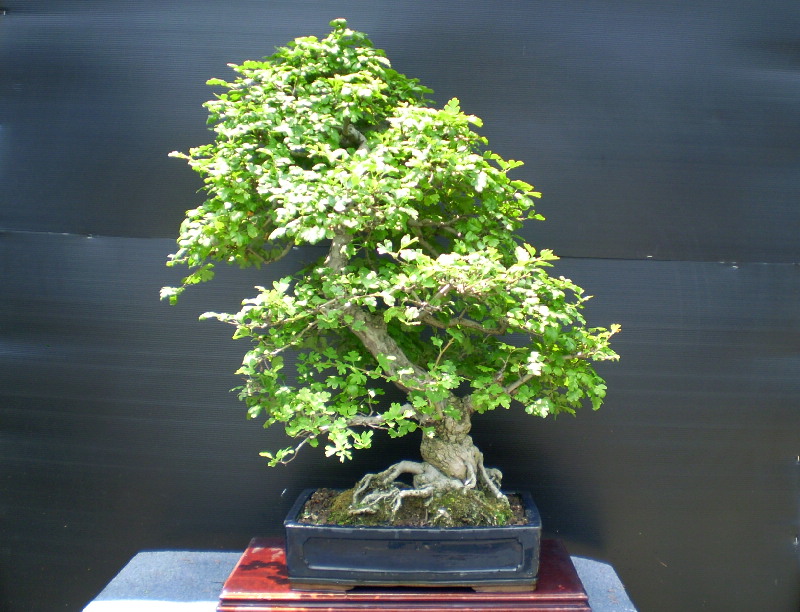 赤花サンザシ　大物盆栽