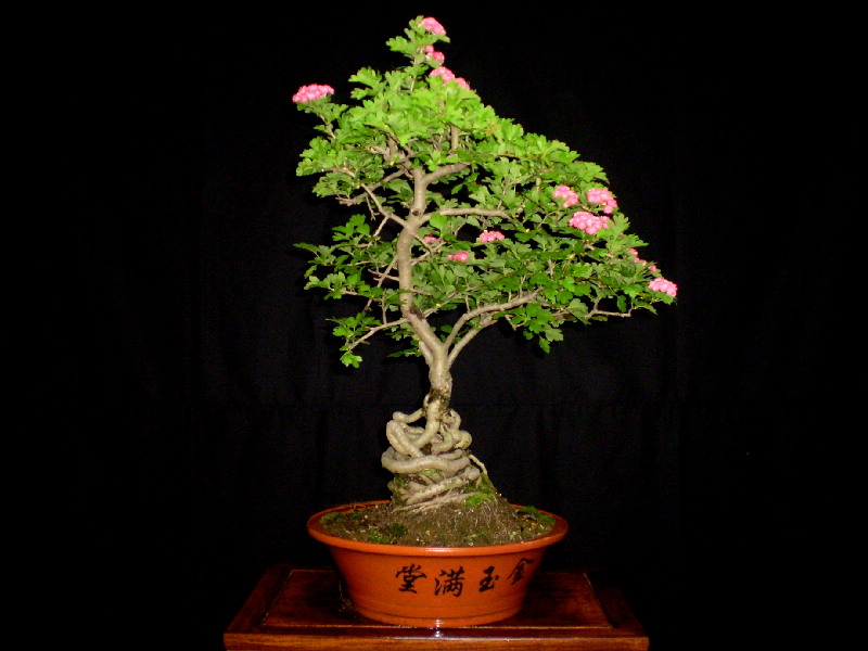 赤花サンザシ（八重）　大品盆栽