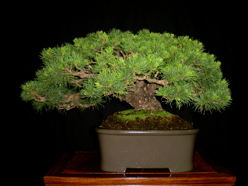 那須五葉松　貴風盆栽　