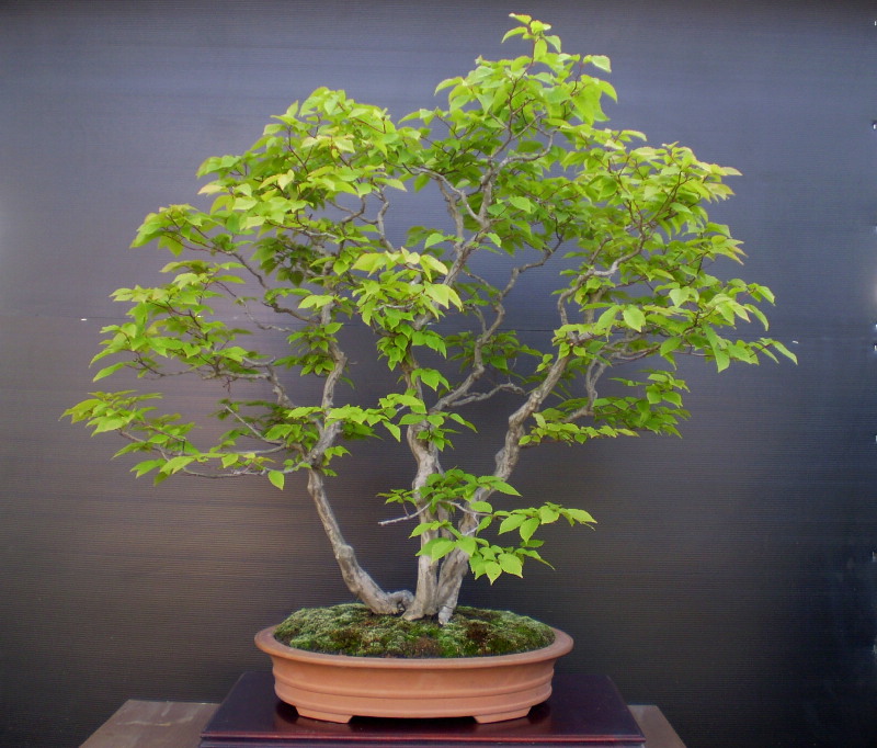 赤芽ソロ　大品盆栽