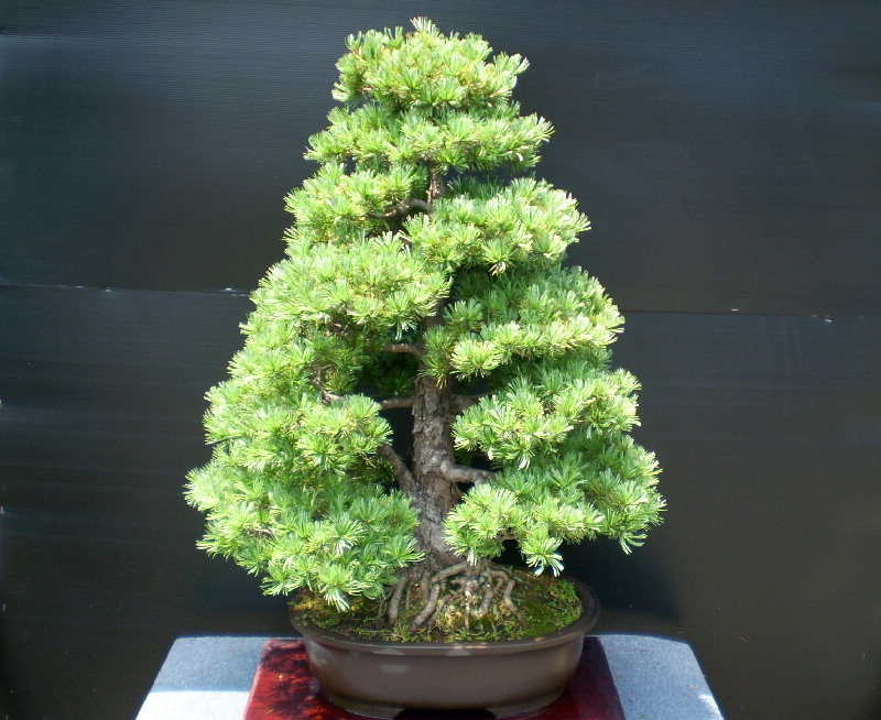 五葉松　大物盆栽