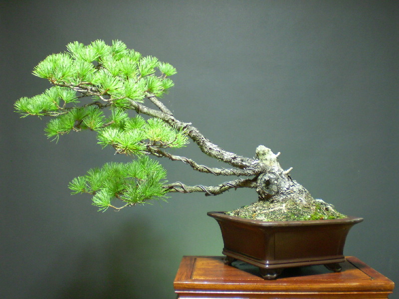 福島五葉松　大品盆栽
