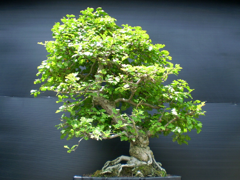 赤花サンザシ　大物盆栽