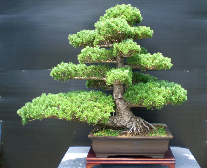 五葉松　大物盆栽