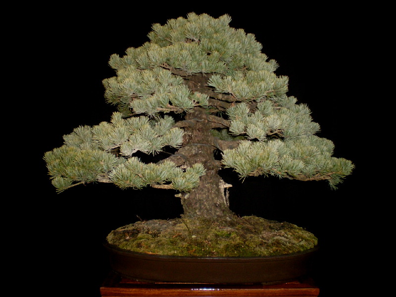 那須五葉松　大品盆栽