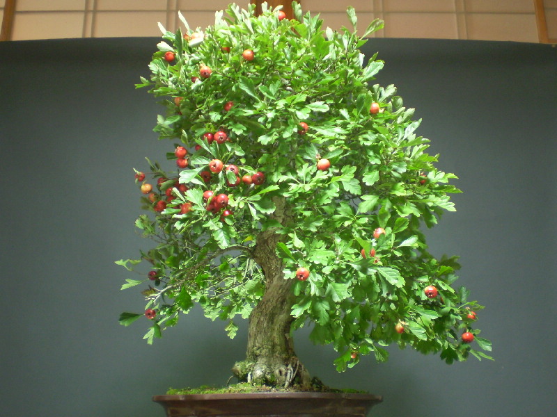 白花サンザシ （赤大実）　大物盆栽