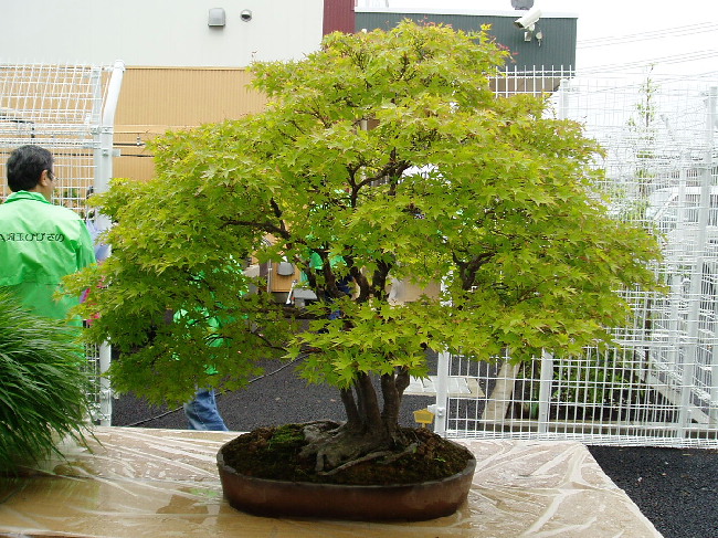 山もみじ　大物盆栽