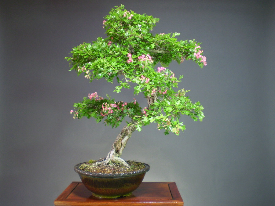 赤花サンザシ　（一重咲き）　大品盆栽