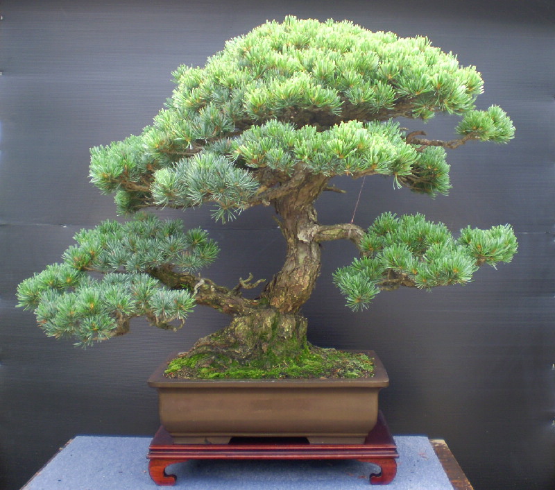 五葉松　大物盆栽