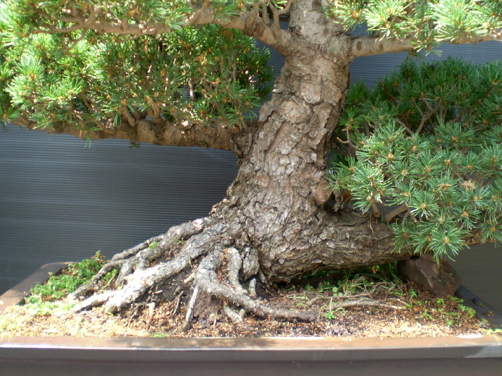 五葉松　大物盆栽