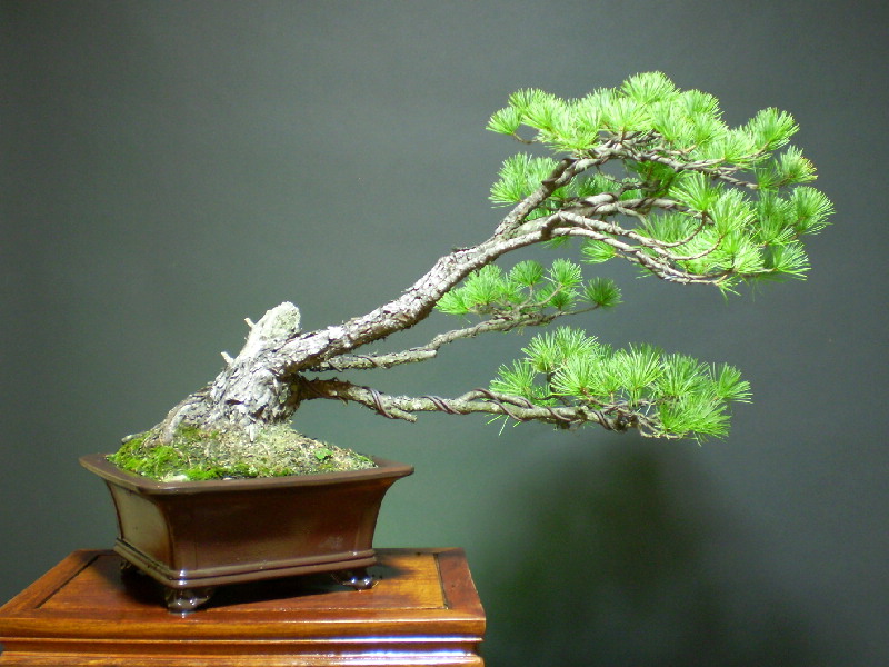 福島五葉松　大品盆栽