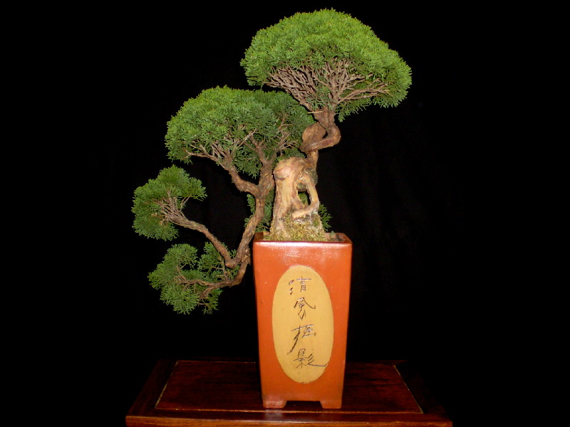 真柏　中品盆栽