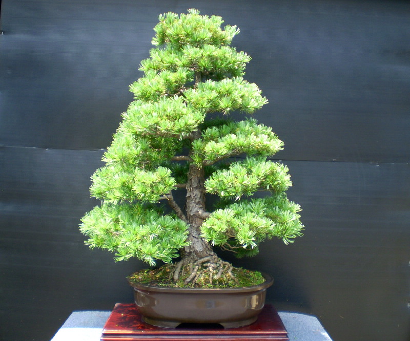 五葉松　大物盆栽