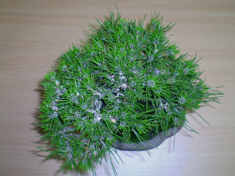 黒松　小品盆栽