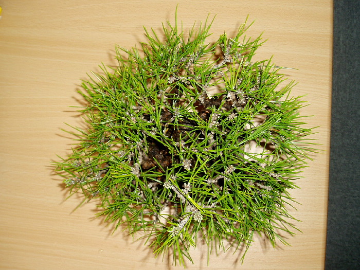黒松　鉢「山秋」　小品ミニ盆栽