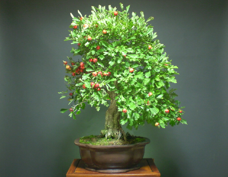 白花サンザシ （赤大実）　大物盆栽