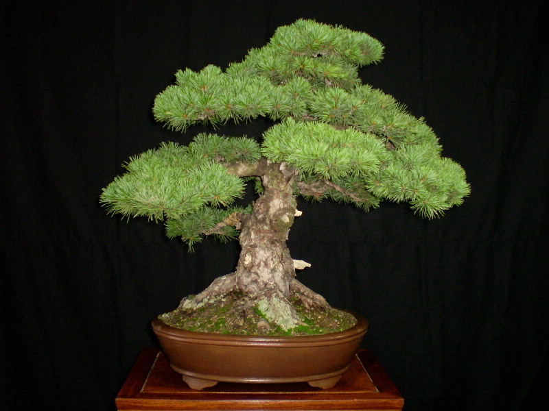 那須五葉松　大品盆栽