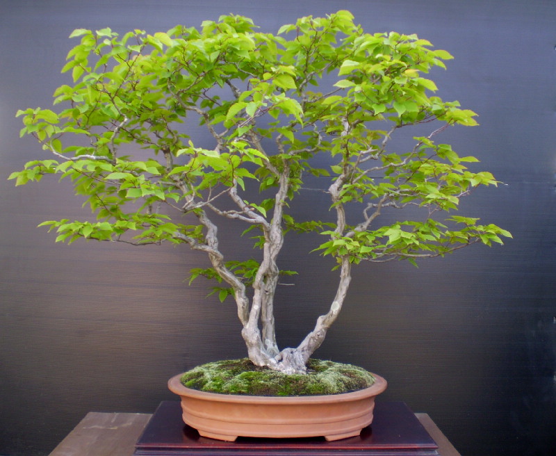 赤芽ソロ　大品盆栽