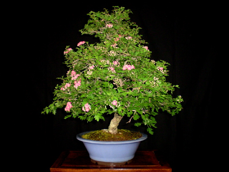 赤花サンザシ（一重）　大品盆栽