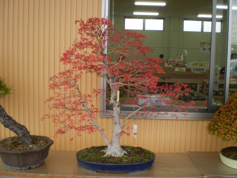 紅千鳥もみじ　大物盆栽