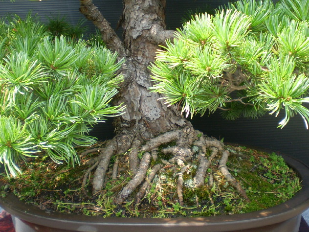 五葉松　大物盆栽