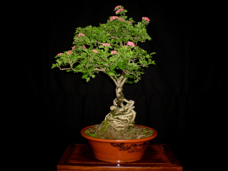 赤花サンザシ（八重）　大品盆栽