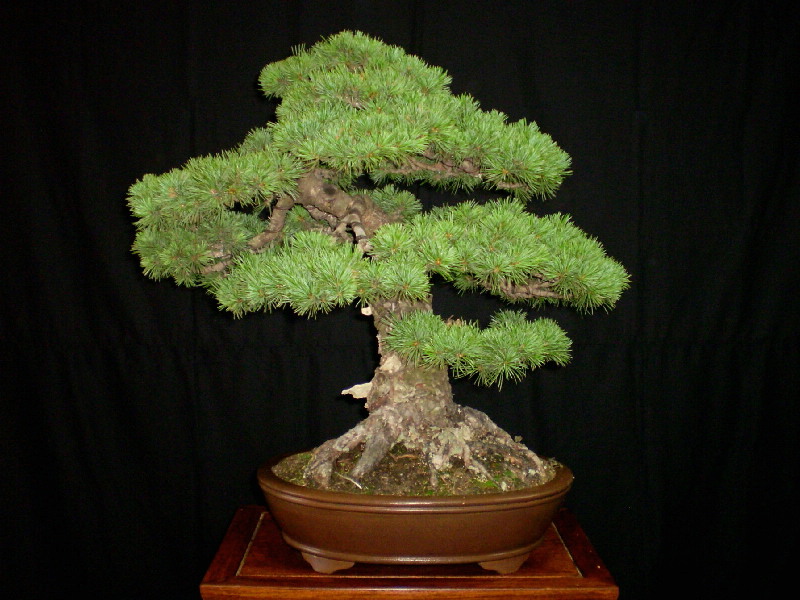 那須五葉松　大品盆栽