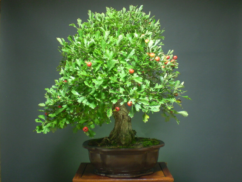 白花サンザシ （赤大実）　大物盆栽