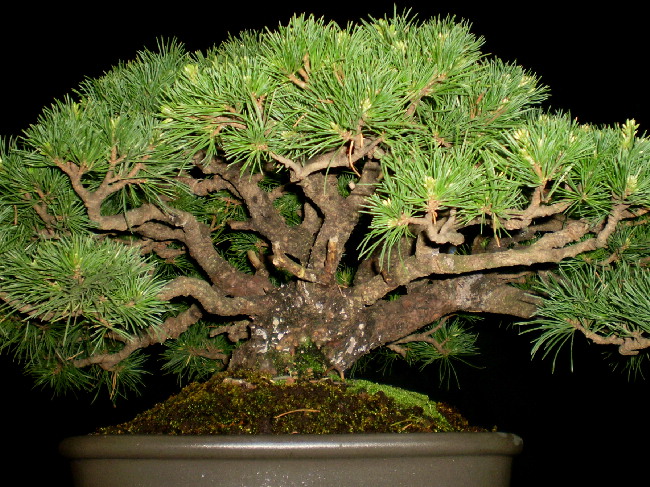 那須五葉松　貴風盆栽　