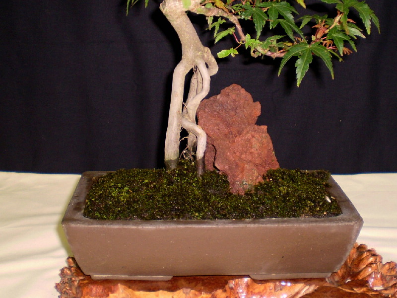 山もみじ　