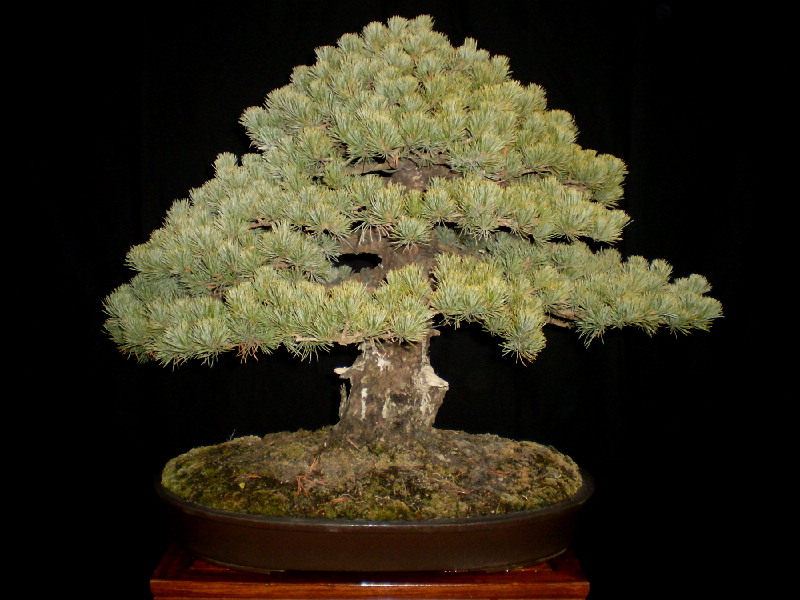 那須五葉松　大品盆栽