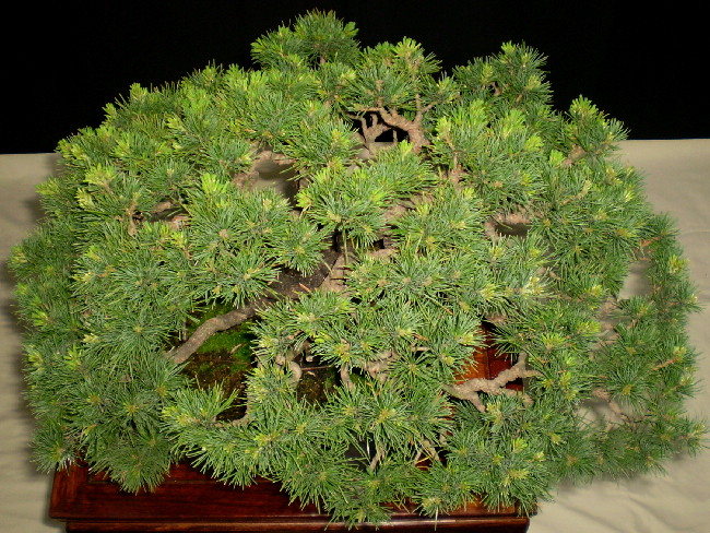 那須五葉松　貴風盆栽　