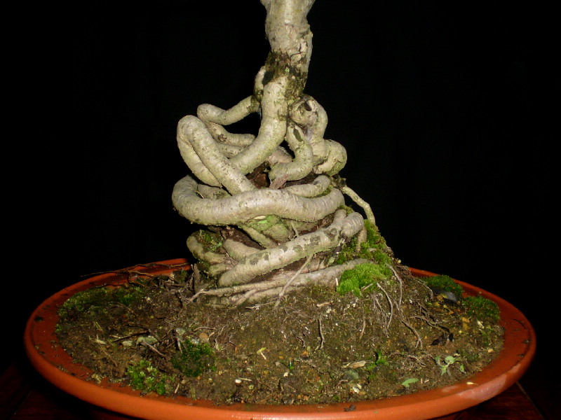 赤花サンザシ（八重）　大品盆栽