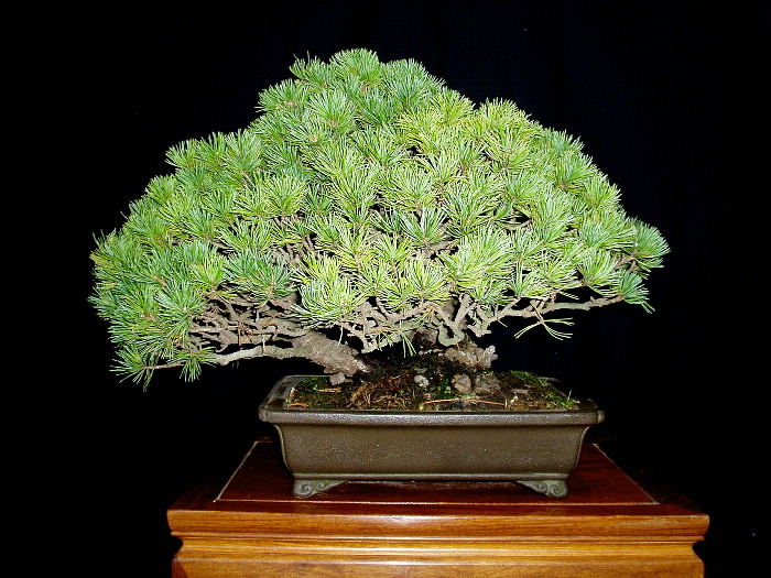 那須五葉松　