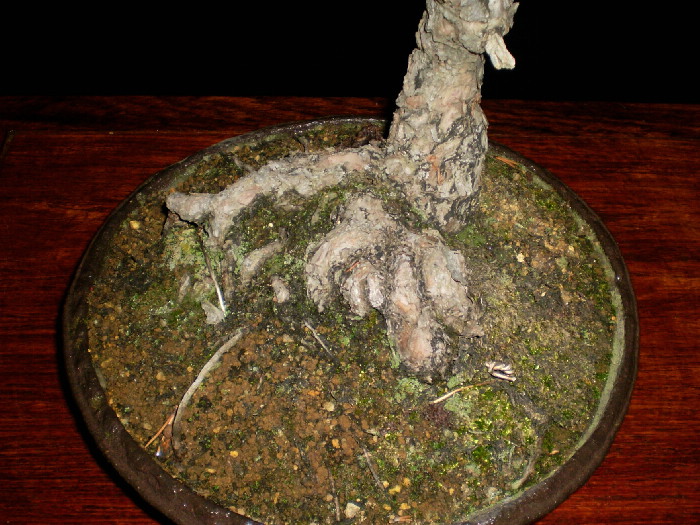 黒松　大品盆栽　鉢「竜岳」