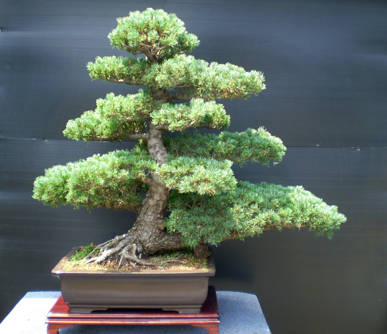 五葉松　大物盆栽