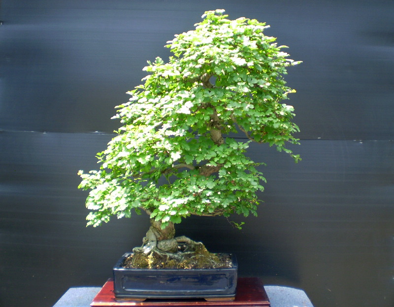 赤花サンザシ　大物盆栽