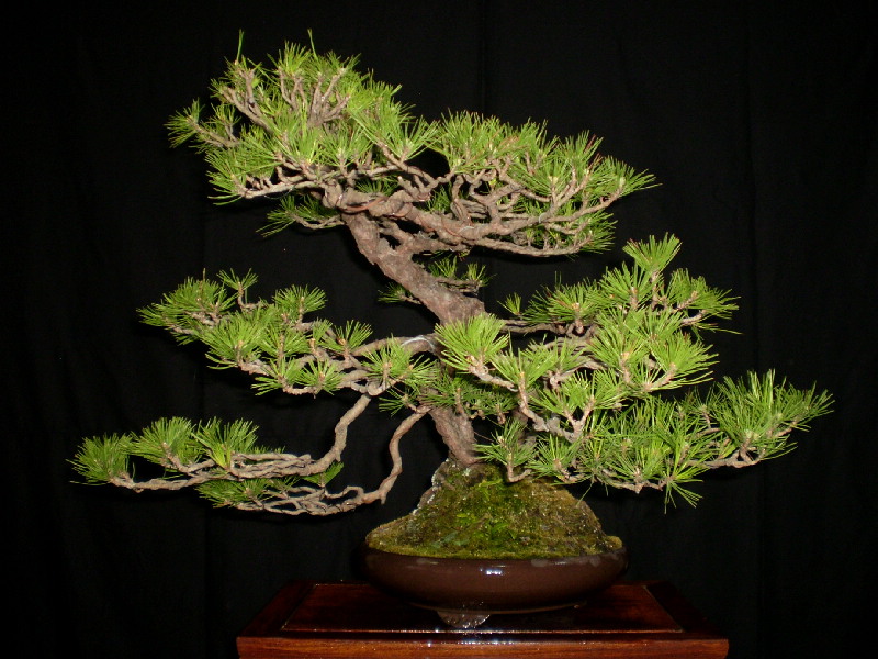 赤松　大品盆栽　鉢「豊林」　
