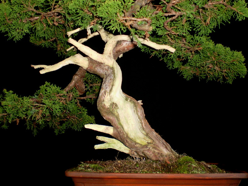 糸魚川真柏　中品盆栽