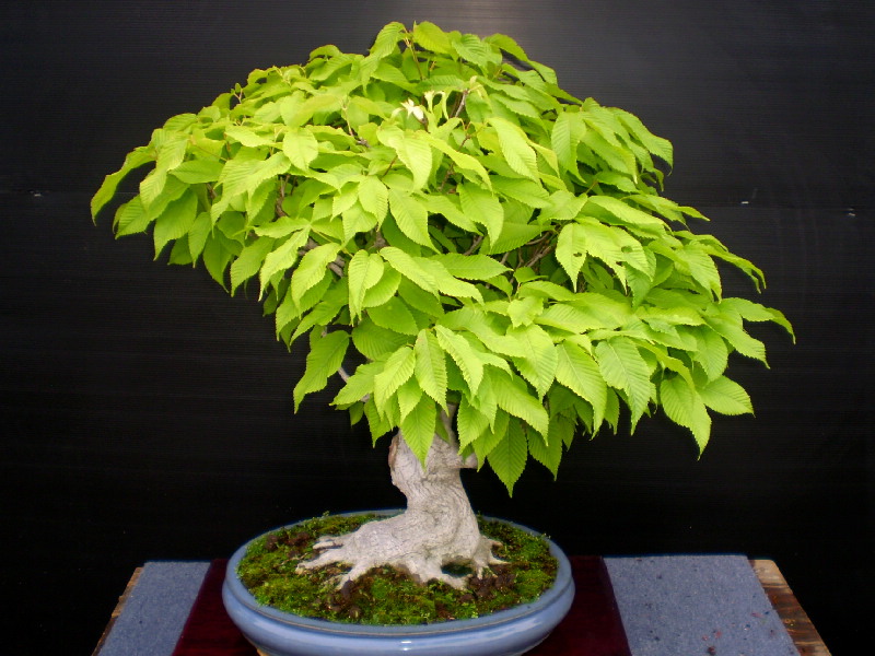 イヌシデ　大品盆栽