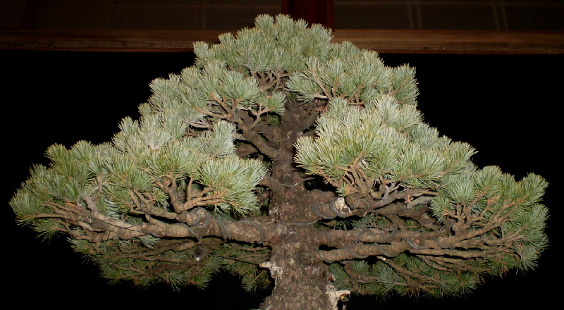 那須五葉松　大品盆栽