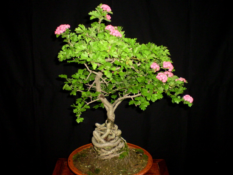 赤花サンザシ（八重）　大品盆栽