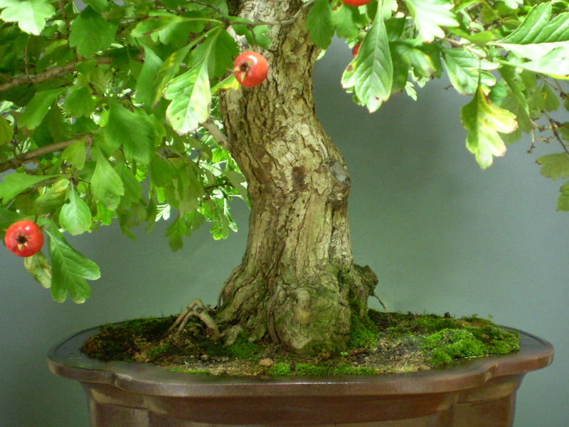 白花サンザシ （赤大実）　大物盆栽