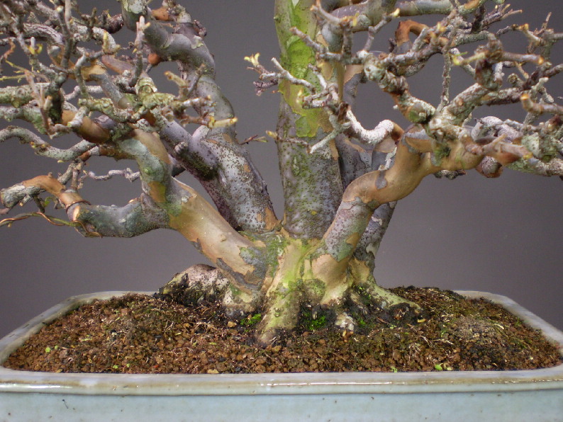 実生花梨+中品盆栽+盆栽铭品贩売