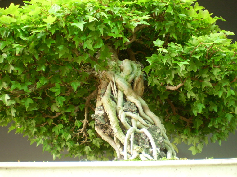 http://www.yamataya.com/data/yamataya/product/gokujyou5/807-6.JPG