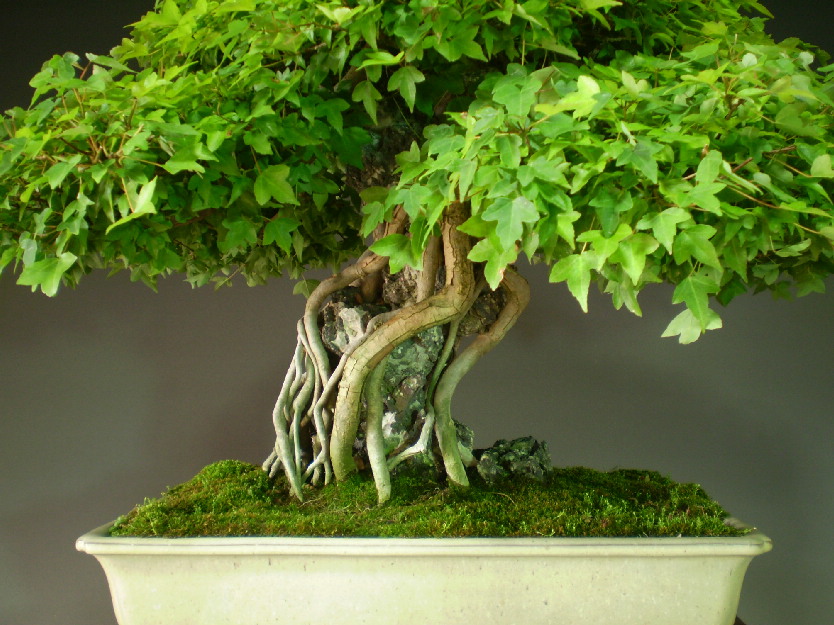 http://www.yamataya.com/data/yamataya/product/gokujyou5/807-9.JPG