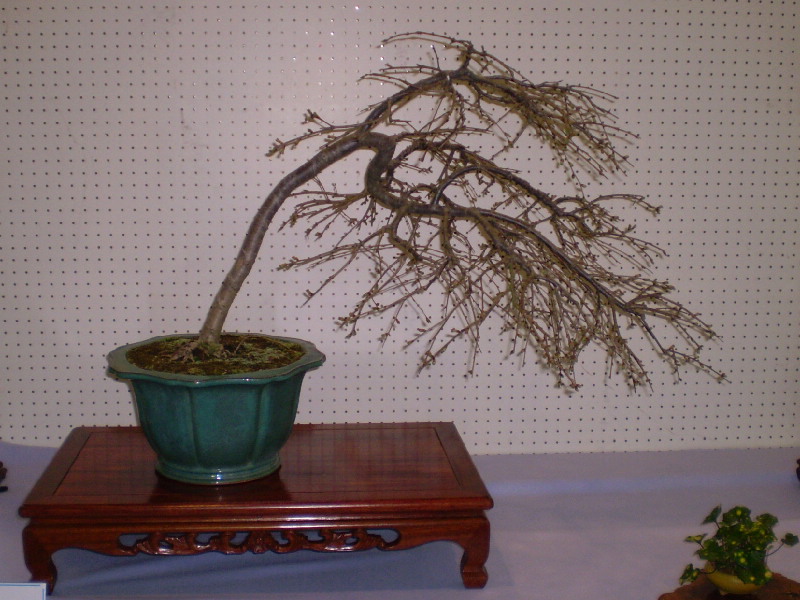 しだれ桜　大品盆栽
